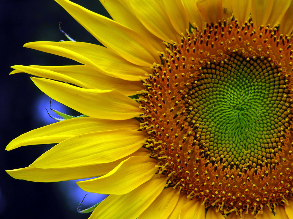 San Antonio Botanical Gardens Giant Sunflower in Veggie Ga… Flickr