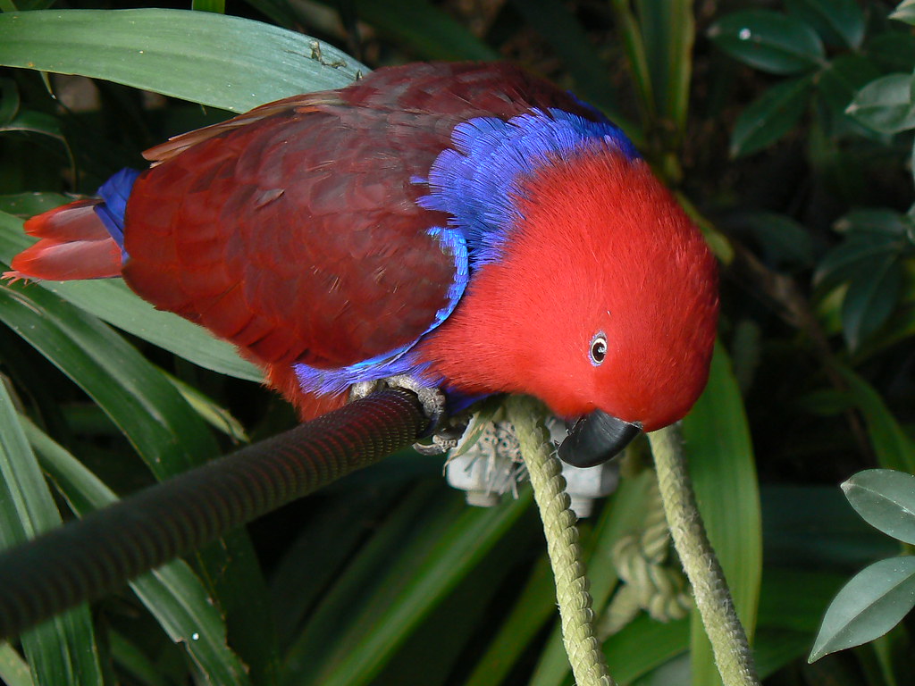 Female Eclectus Parrot Eclectus parrots are stunningly bea… Flickr