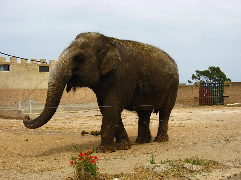 Elephant Auto Safari Zoo (Safari Zoo), Sa Coma, Mallorca