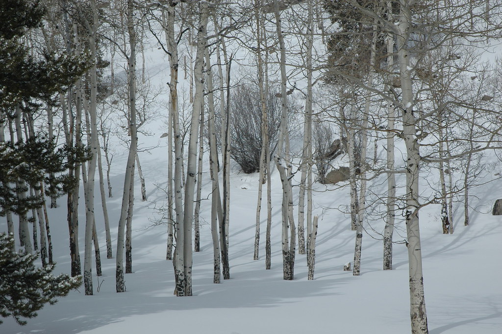 Merry Christmas Rocky Mountain National Park, Colorado Staci G Flickr
