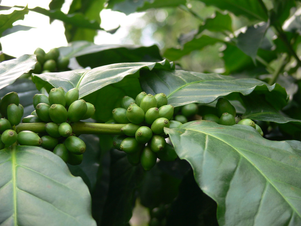 Coffee, Rainforest Biome, Eden Project Coffee, Rainforest … Flickr