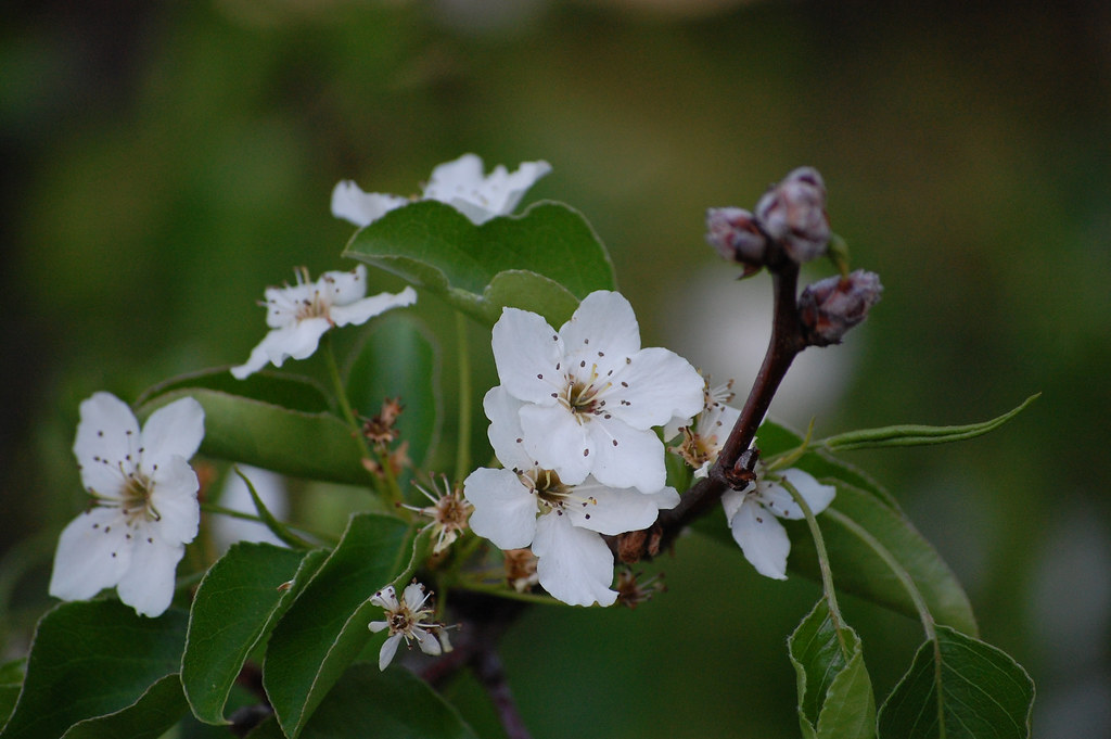 Bartlett Pear Blossom Beth Flickr