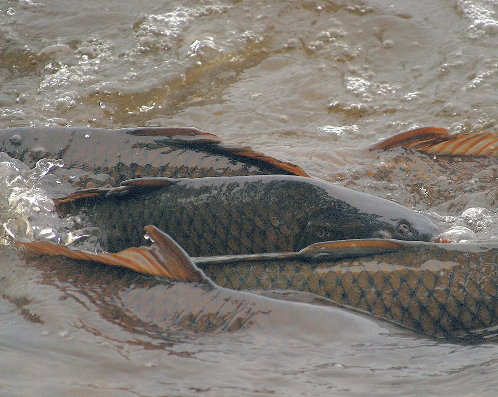 Carp Spawning Huge 2footlong fish were spawning very clo… Flickr