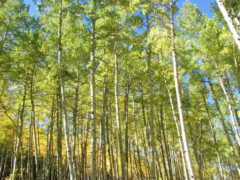 048 End of 07 Lihue,Gingerbread,Hiking Flickr