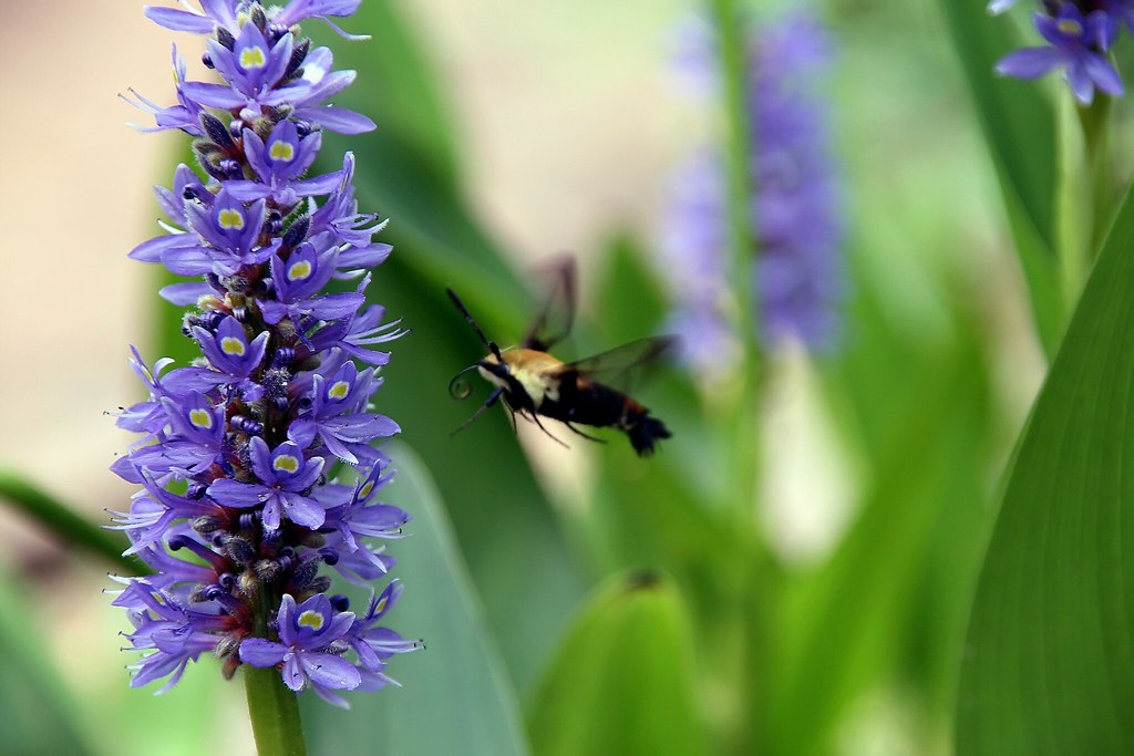 In Flight A hummingbird moth approaching a flower to