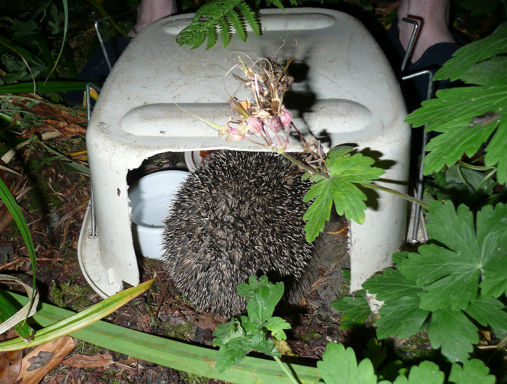 Hedgehog feeding station Taken at 10.10pm just after dark.… Flickr