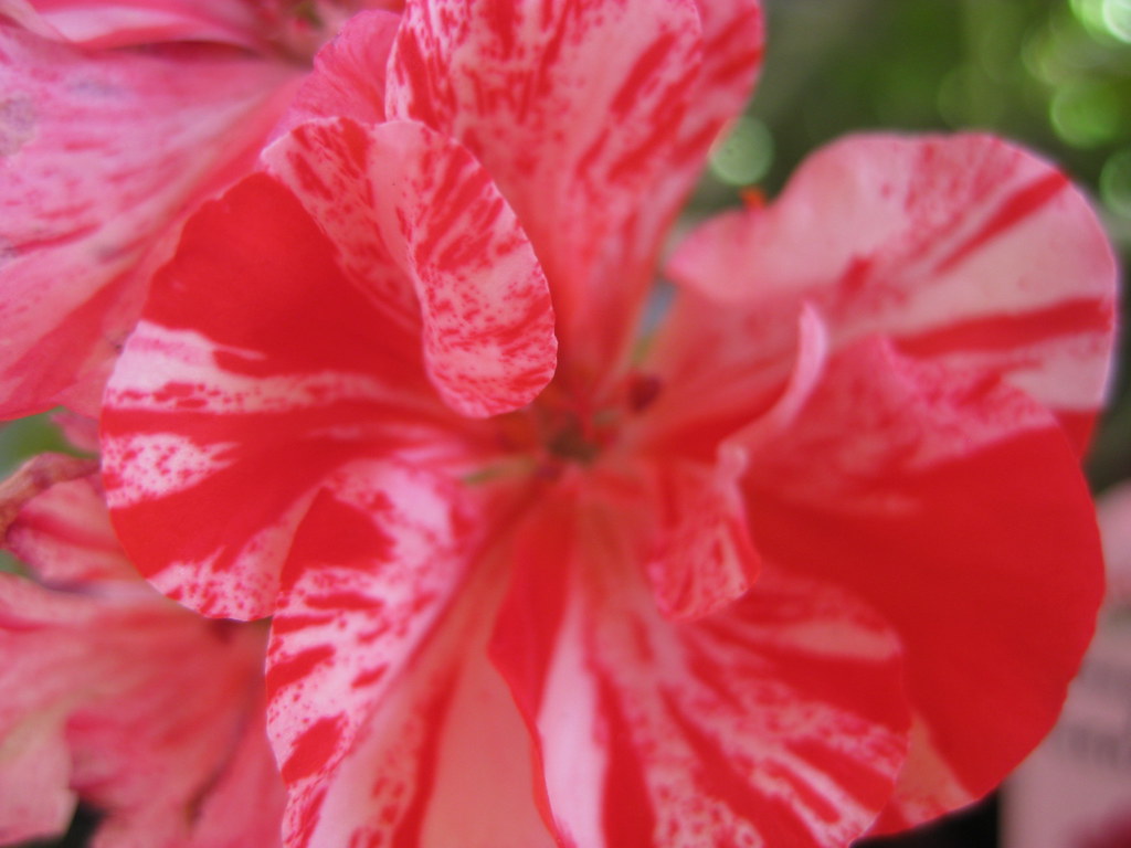 'Peppermint Twist' Ivy Geranium Pelargonium peltatum 'Pe… Flickr