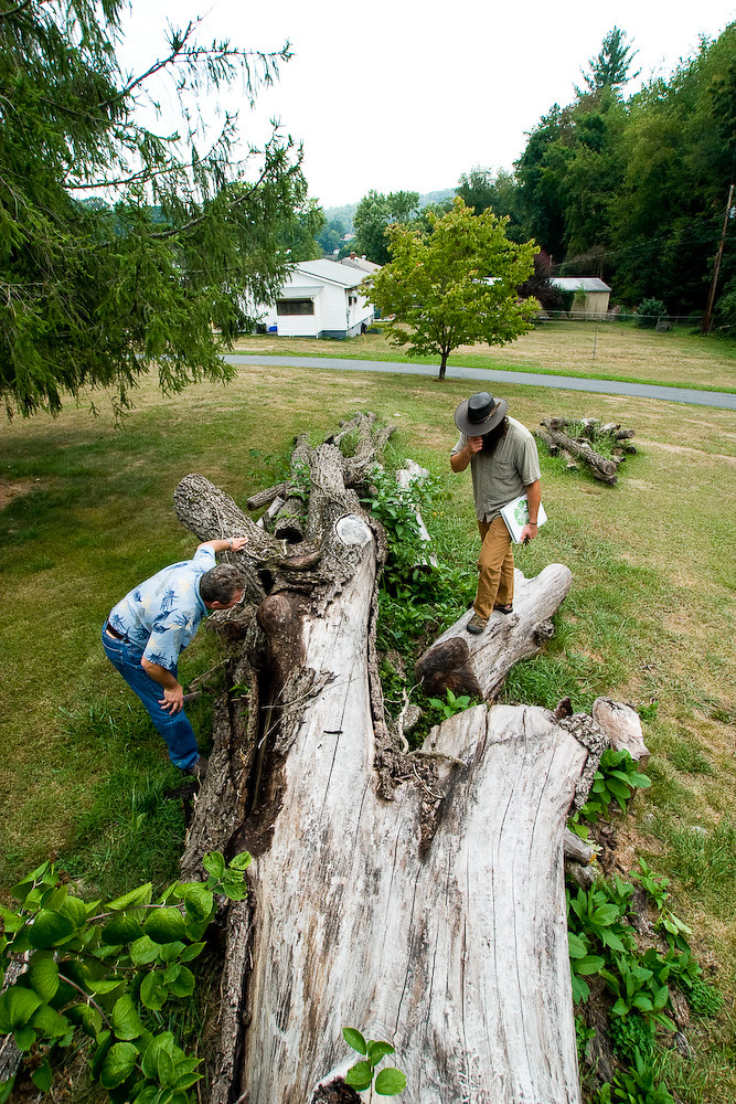 marshillwalnut2 Asheville Treecyclers Flickr
