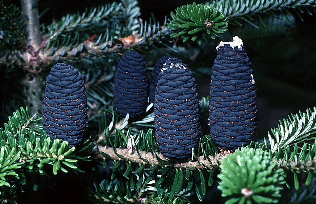 Flickriver Photoset 'Gymnosperms' by gjshepherd_br