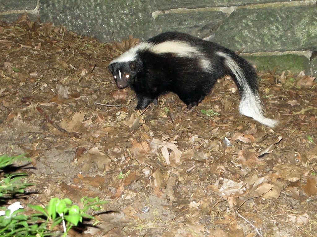 Skunk, Fort Tryon Park klp.nyc Flickr