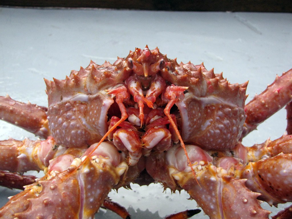 Golden King Crab (Lithodes aequispina) a photo on Flickriver