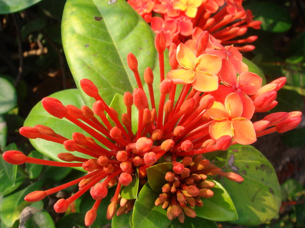 Flor en McAllen Texas 2008 5787 Lucy Nieto Flickr