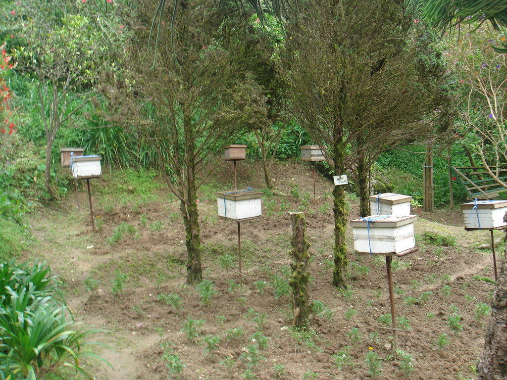 DSC02671 Honey farm yfchan Flickr