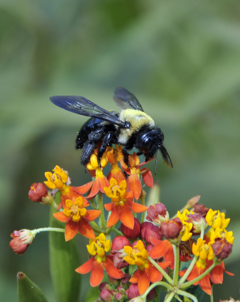 Bee, Flowers and Pollen at Monticello Look closely and see… Flickr