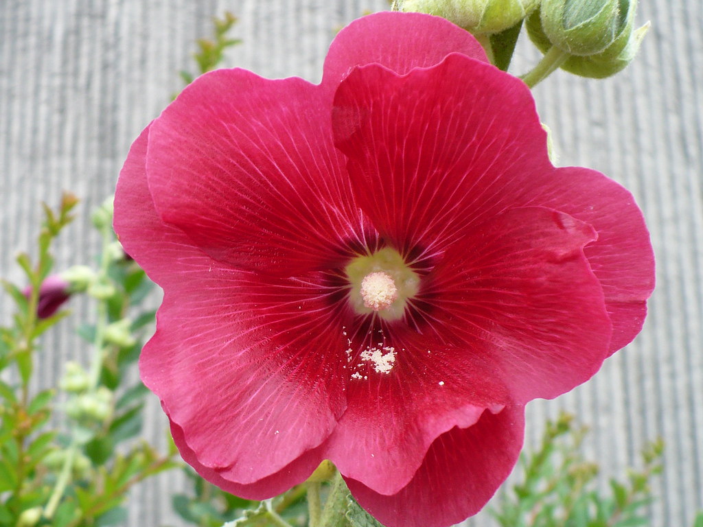 Hollyhocks Millington, TN City Hall P1090258 Millingto… Flickr