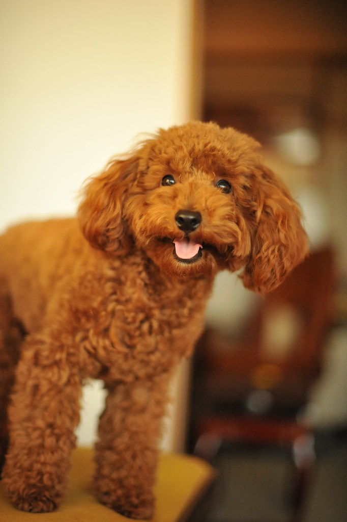 Toy Poodle Chocolate | Yasuhiko Ito | Flickr
