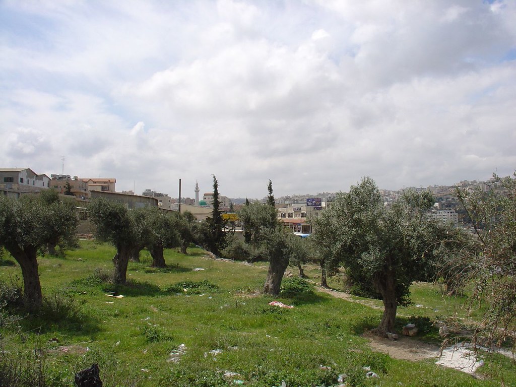 Olive Trees Bethlehem Olive Trees Bethlehem They make by h… Flickr