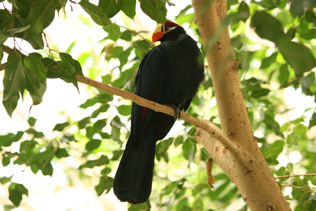 Bird House National Zoo Washington DC ShashiBellamkonda Flickr