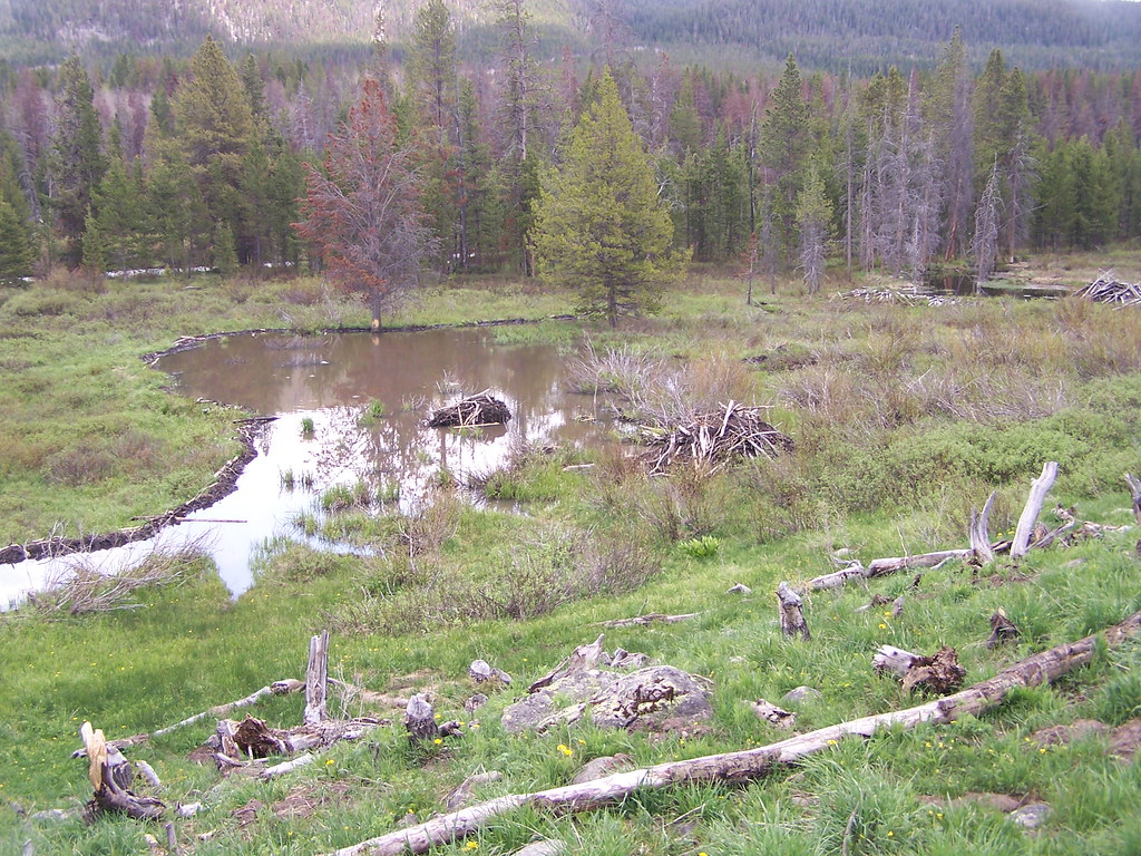 BEAVER DAM Beaver dam and lodges with fresh workings. Bryant Olsen Flickr