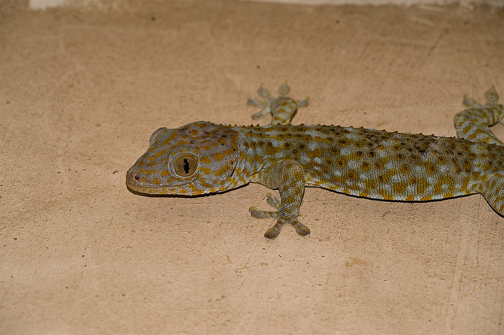 Lizard in the Philippines rosskevin756 Flickr