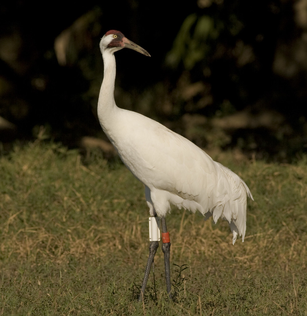whooping crane The tallest bird in North America, the Whoo… Flickr