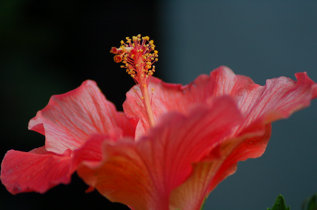 More HHI flowers news4u2 Flickr