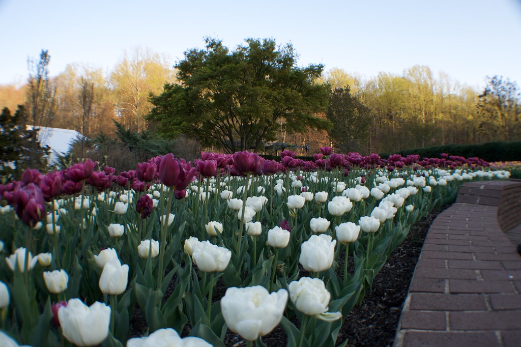 Brookside Garden 103 Andy LoPresto Flickr