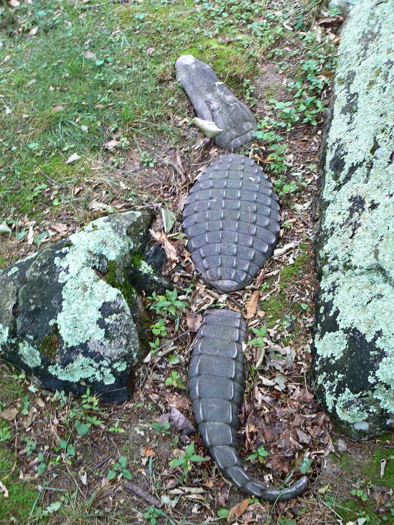 Pig Pickin' Alligator Stepping Stone View my blog at tga… Flickr