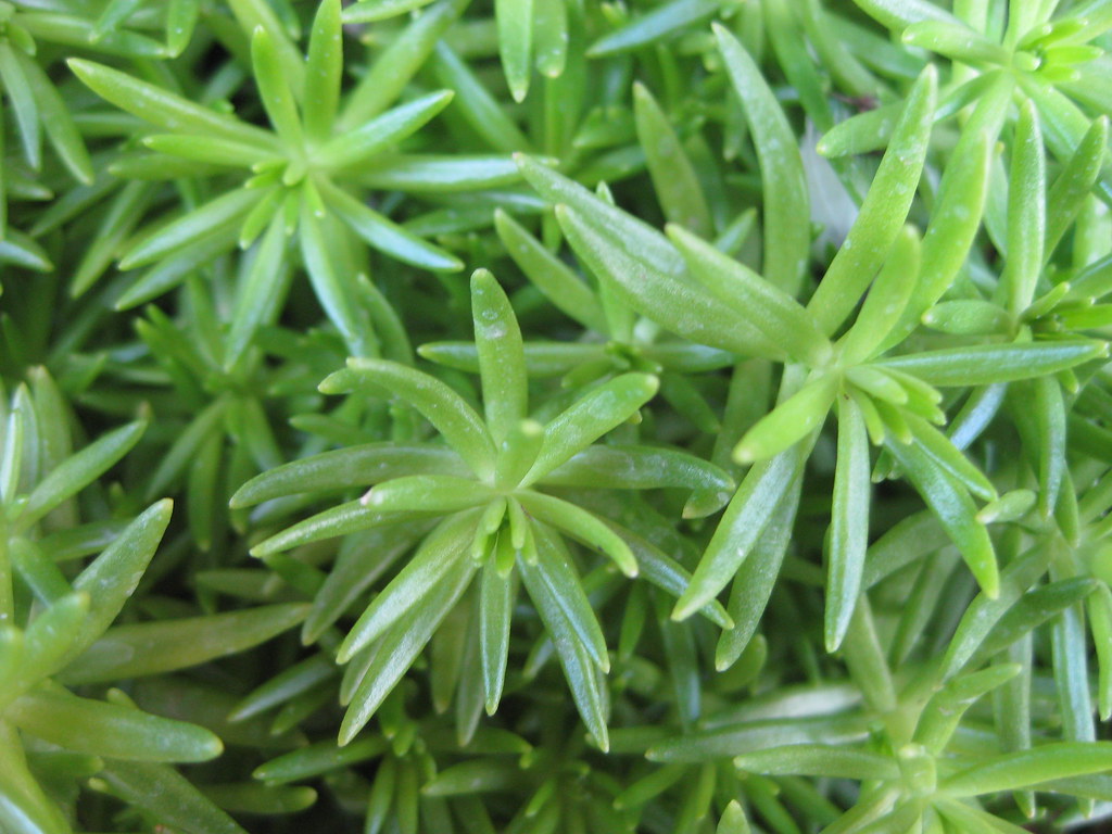 Lemon Coral Sedum Sedum rupestre 'Lemon Coral' Green Acres Nursery