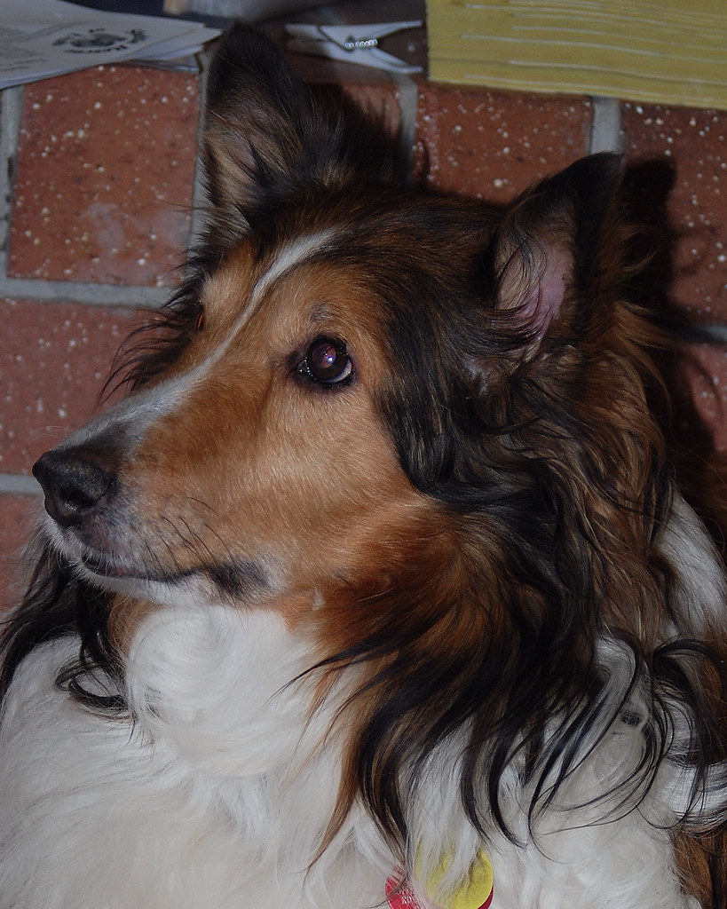Sheltie Adoption Doggie For Pam 6671 Jen WakefieldDillier Flickr