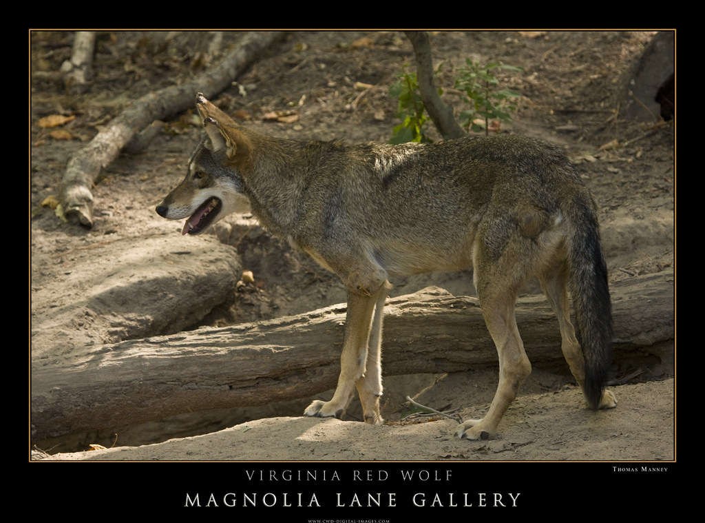 Virginia Red Wolf TMWolf Flickr