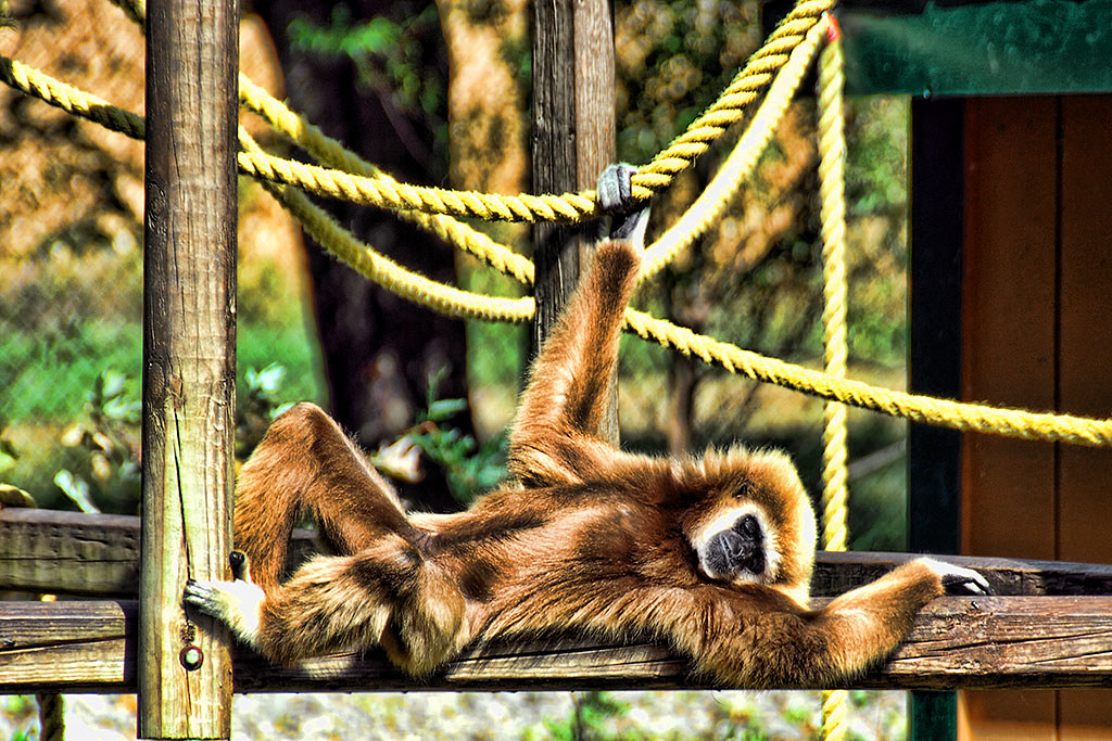Whitehanded gibbon Gibbons are apes, not monkeys. Also ca… Flickr