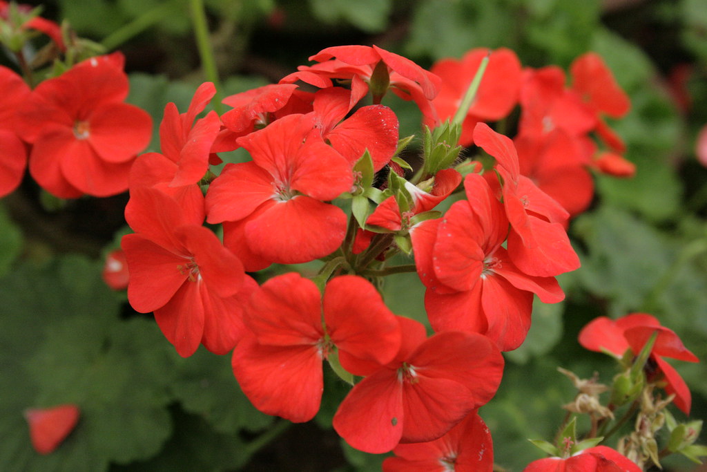 Red Geranium Red flowers at japanese garden at botanical g