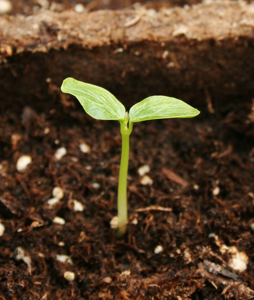 Papaya Sprout This is the first sprout from the papaya see… Flickr