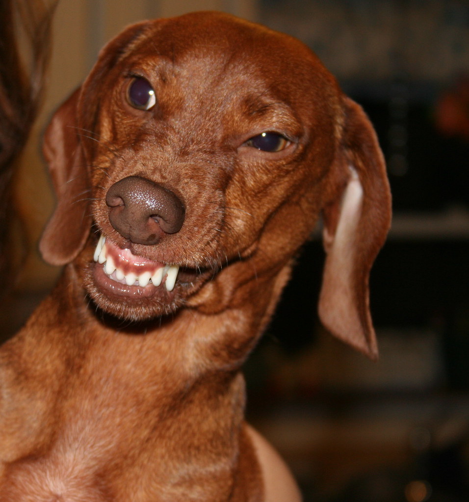 Angry Dachshund I was teasing Apollo because he gets so fu… Flickr