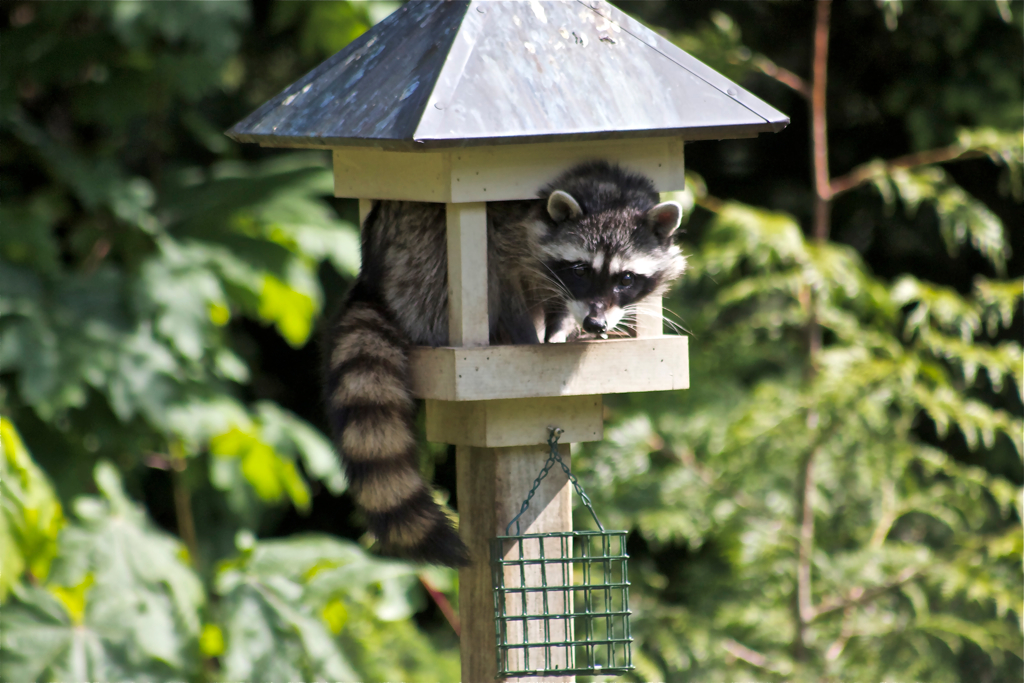 Raccoon Eating my bird seed. Jerry McFarland Flickr