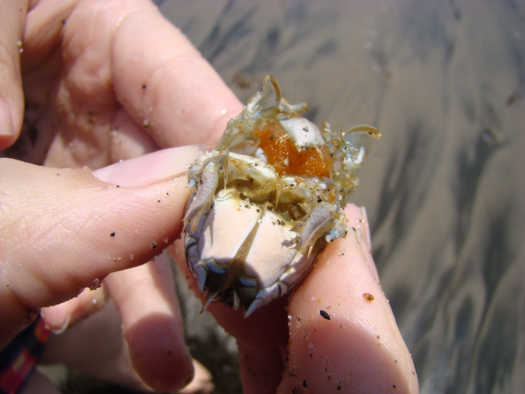 A pregnant sand crab (Emerita analoga) Courtney Warren Flickr