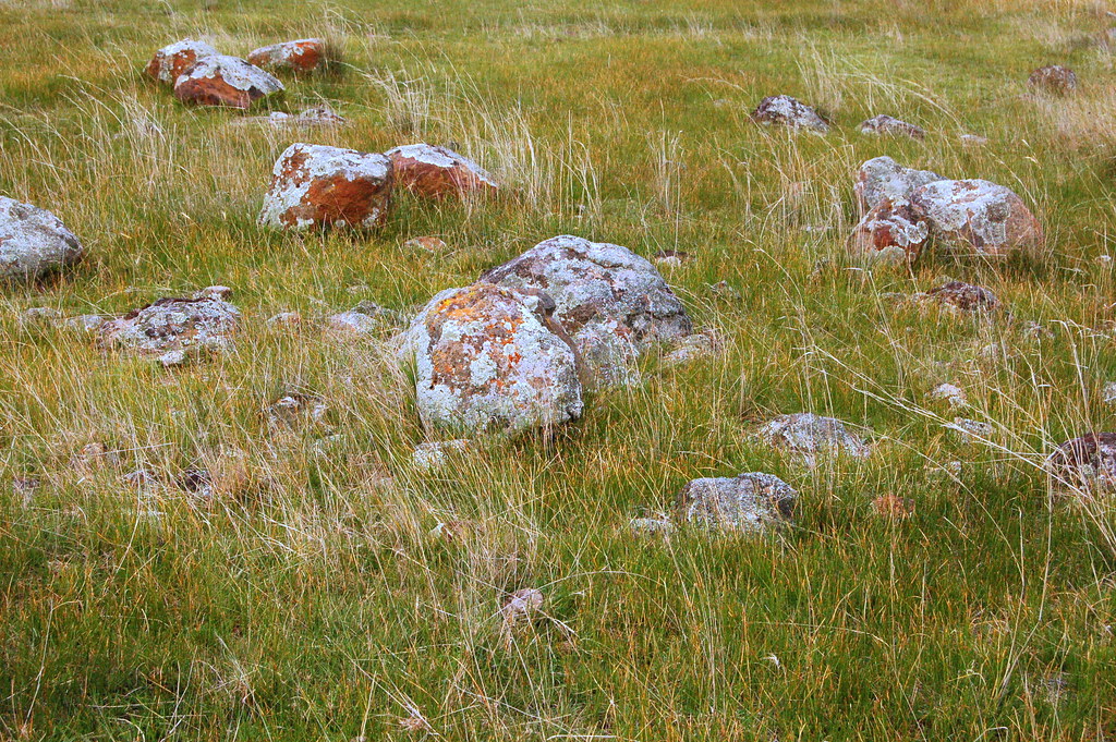 Basalt Plains Grassland This patch of grassland has been h… Flickr