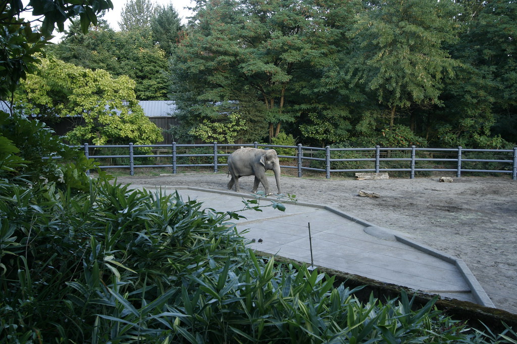 Baby elephant at Portland Zoo The GWA Awards banquet was h… Flickr