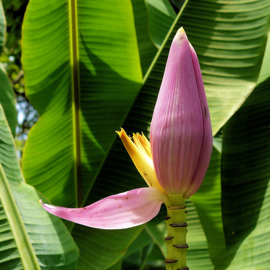 "Tropical Sunset Banana" Banana tree flowers come in many … Flickr