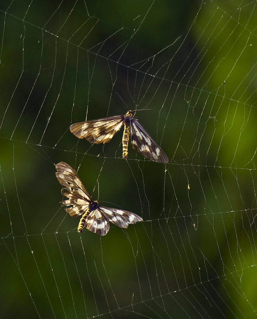 Moths in Spider  Copyright © Daniel Ruyle Daniel Ruyle Flickr