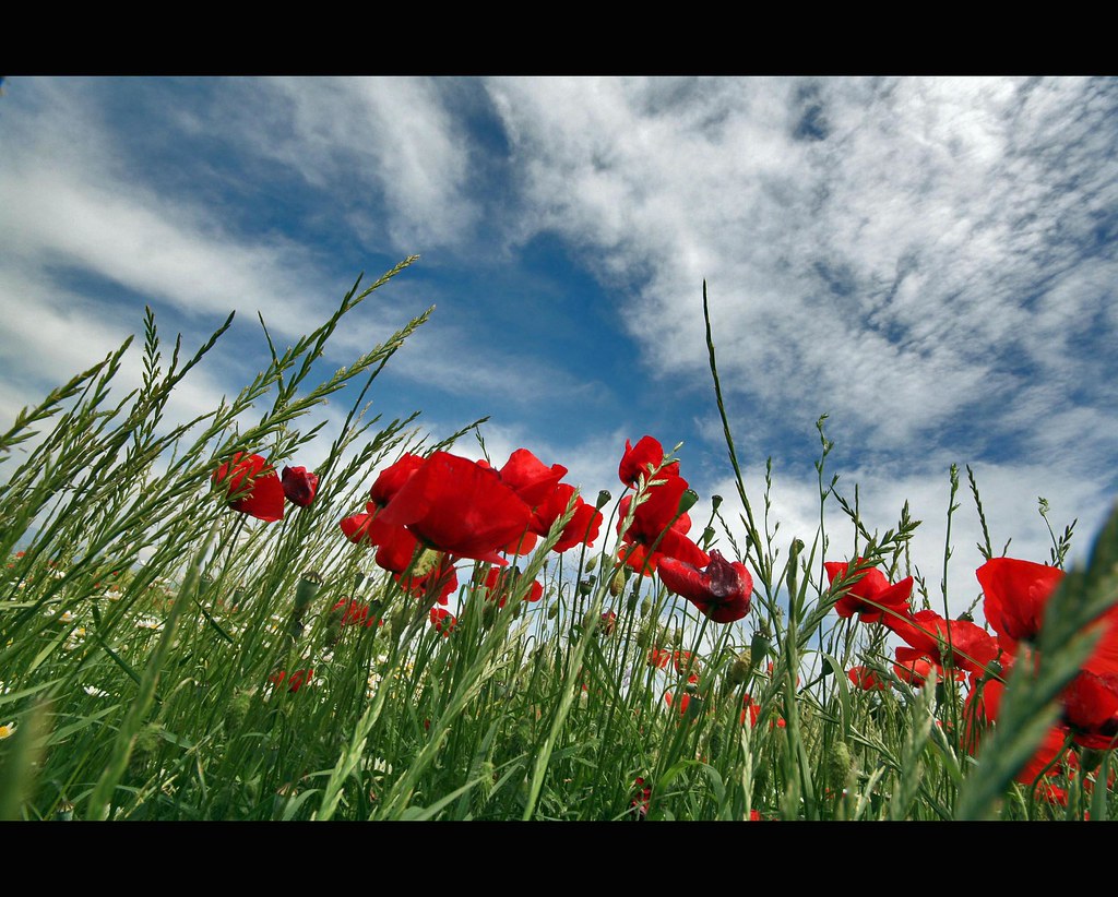 Ride like the Wind It is the night. My body's weak. I'm on… Flickr