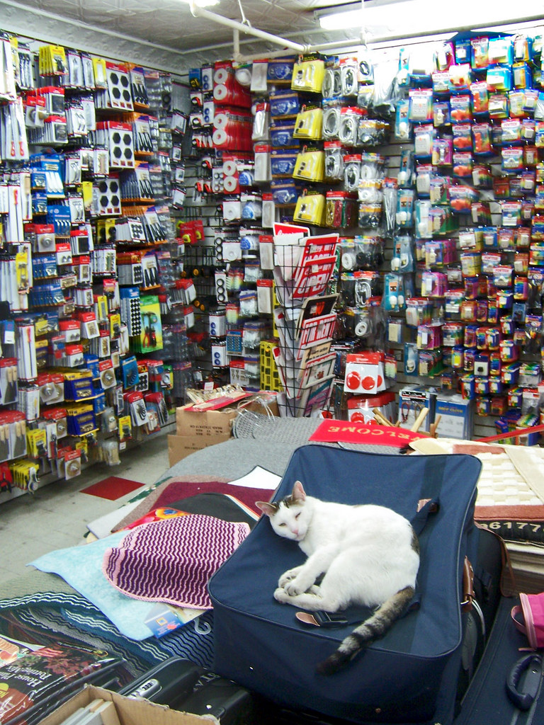 Dollar Store Cat in Queens Courtney "Coco" Mault Flickr
