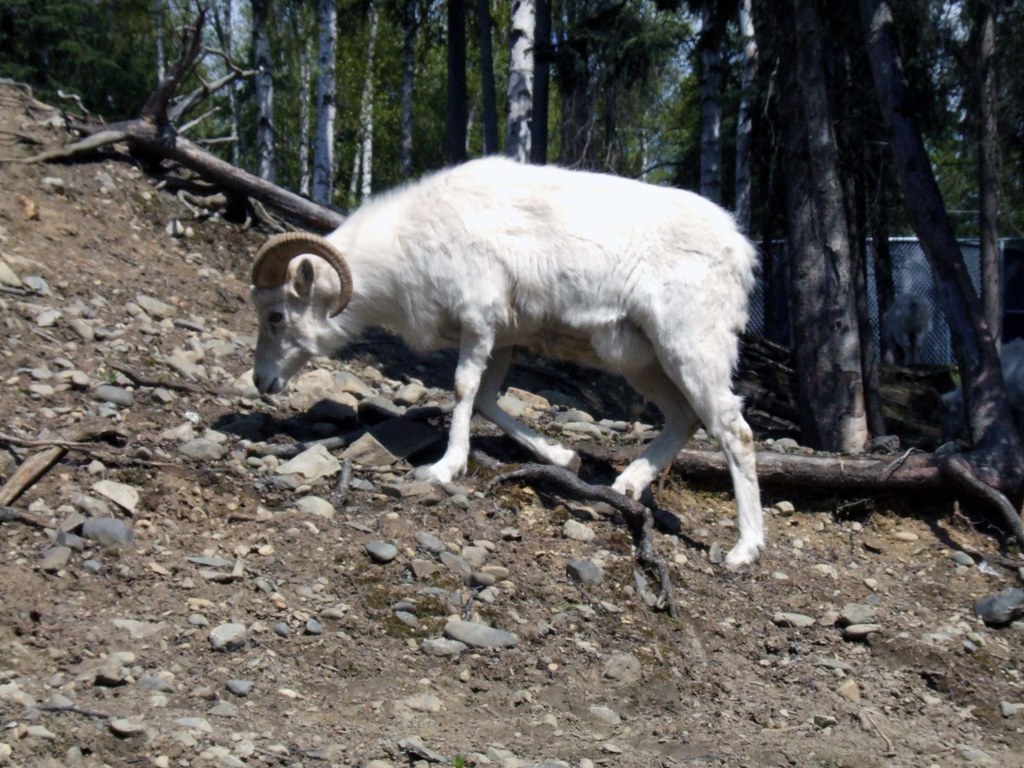 Dall Sheep I had seen Dall Sheep in the wild before, so th… Flickr