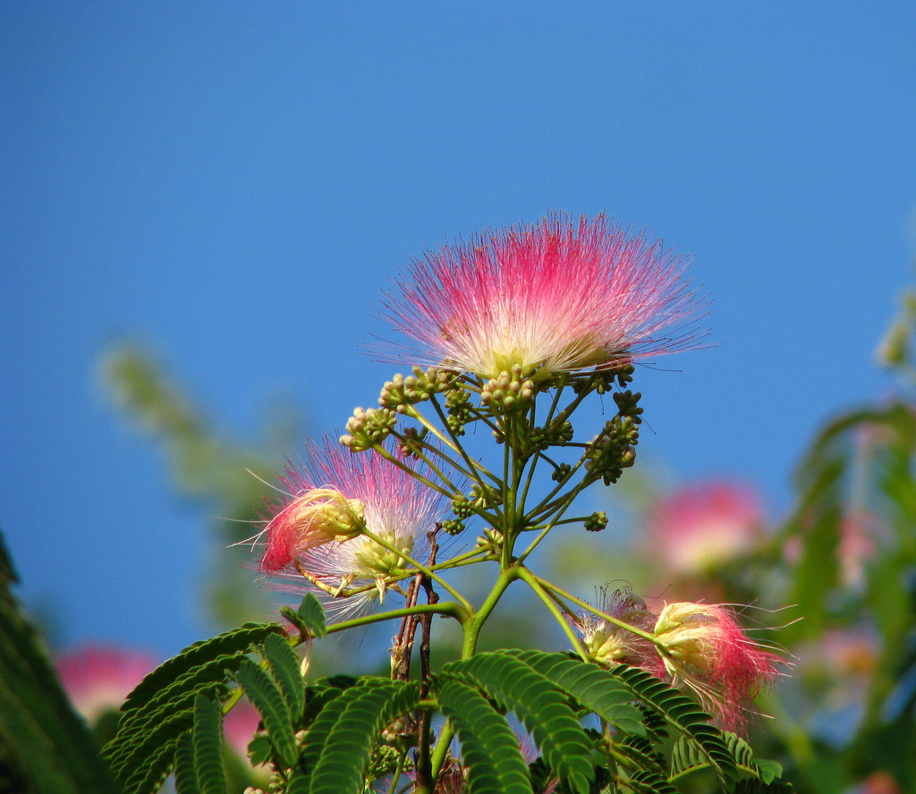 Powder Puff from Heaven A Mimosa Tree in our back yard. Th… Flickr