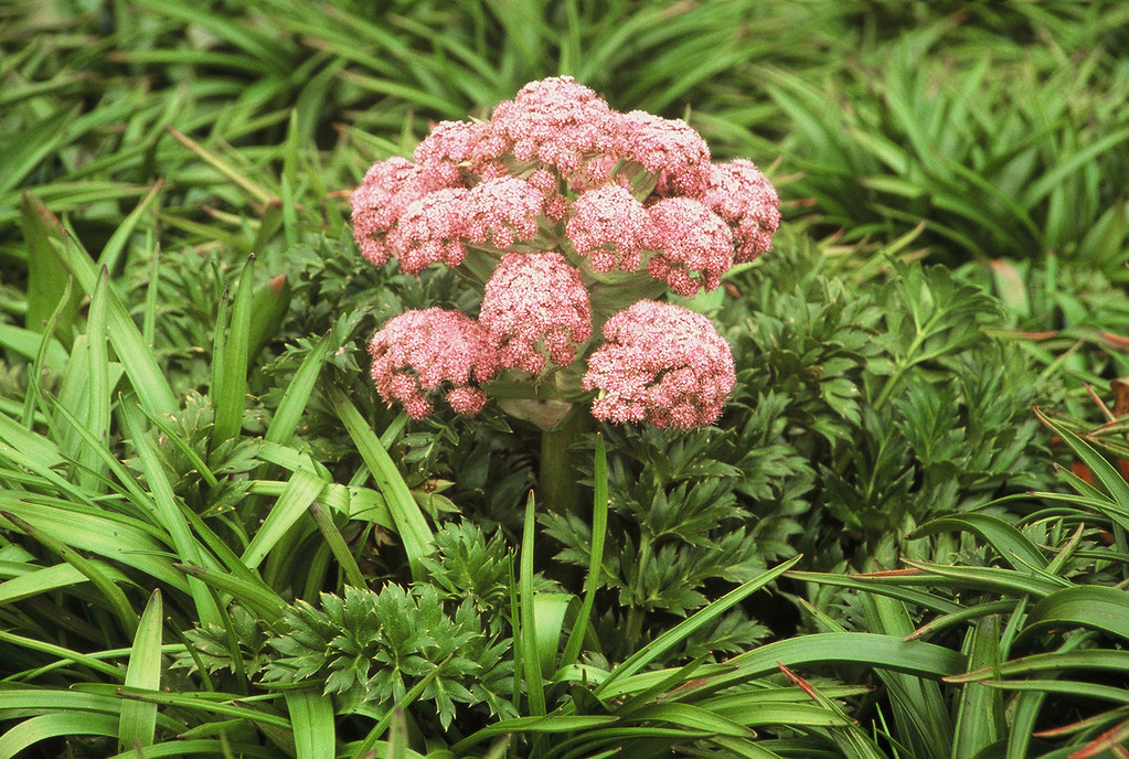 Campbell Island Anisotome latifolia The segmented leaves… Flickr