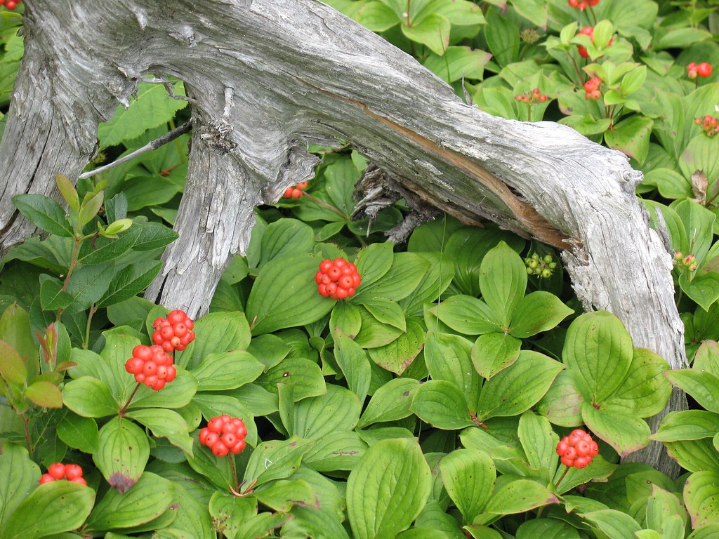 Nova Scotia Plants Don Hamp Flickr