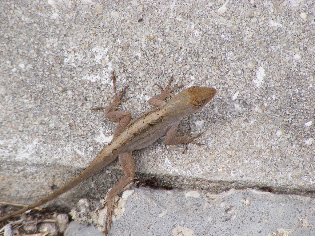 Blanchard Park Pacdog Flickr