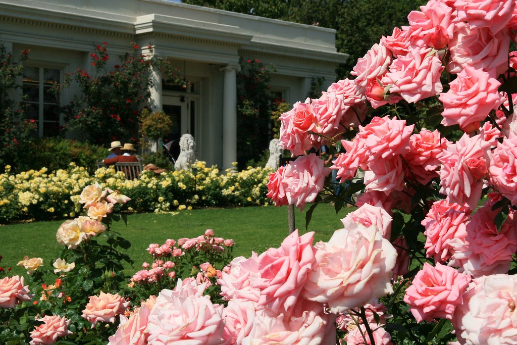 Huntington Botanical Gardens Rose Garden and Tea Room Flickr