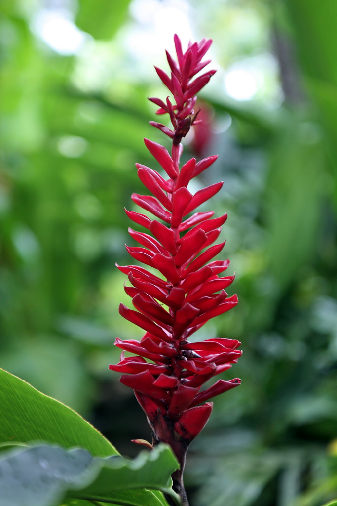 Red Ginger (Alpinia purpurata) One of the showiest of all … Flickr
